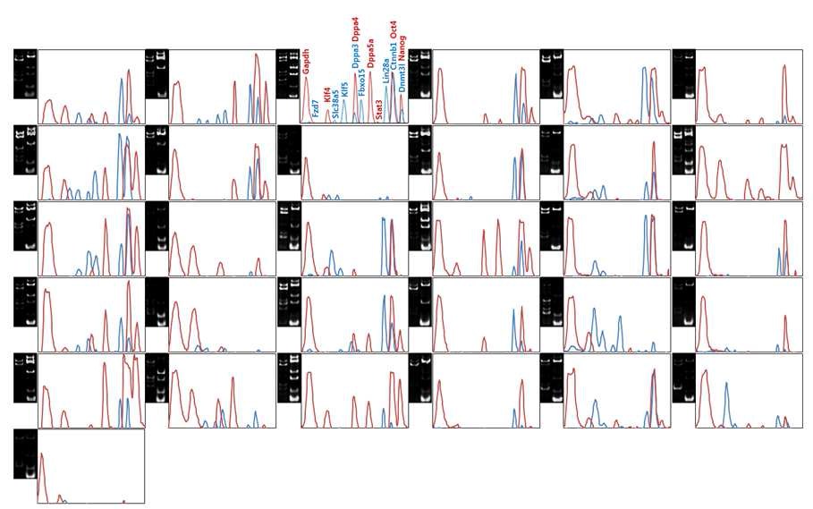NGFP piPSC 콜로니의 유전자 발현 intensity 프로파일