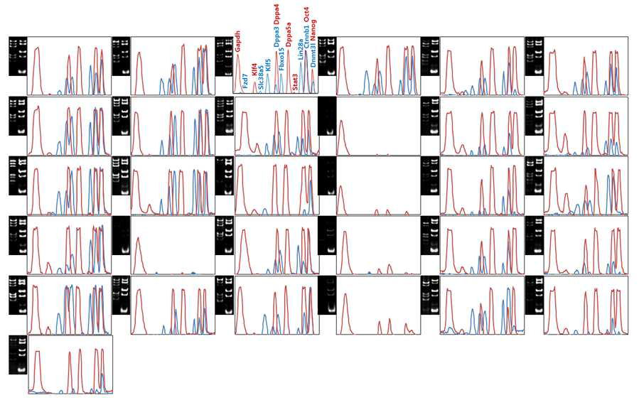 4F2A piPSC 콜로니의 유전자 발현 intensity 프로파일.