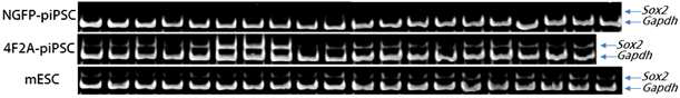세 그룹 간 개별 pre-iPSC 콜로니들의 endogenous Sox2 유전자 발현 수준 비교.