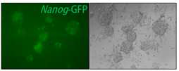 테라토마 유래 3차 iPSC에서 endogenous Nanog gene의 turn-on