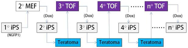 iPSC -> 테라토마 -> TOF -> iPSC 반복적 생산