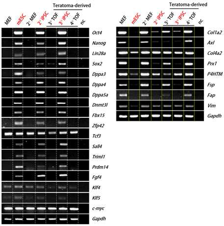 일반 iPSC, MEF 대비 테라토마 유래 iPSC, TOF의 유전자 발현 패턴 비교. 왼쪽, stemness marker genes; 오른쪽, fibroblast markers.