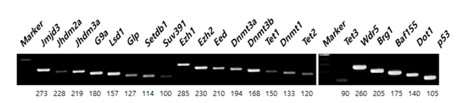 개별 리프로그래밍 관련 유전자들의 발현 상황. J1 mESCs.