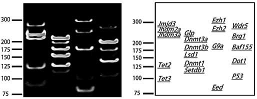 multiplex PCR 유전자-밴드 위치.
