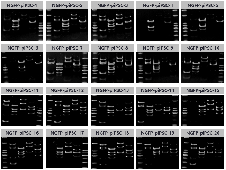 NGFP1 pre-iPSC 콜로니의 유전자 발현 프로파일. PAGE