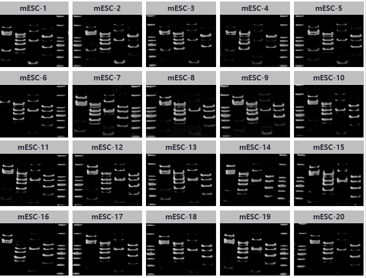 mESC 콜로니의 유전자 발현 프로파일. PAGE 정기영동 사진