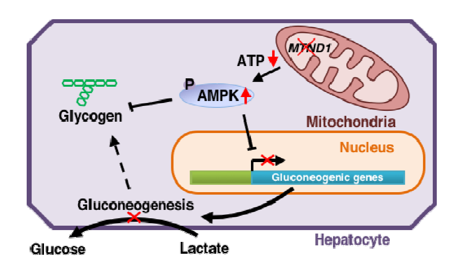 환자의 간세포에서 MTND1의 결손과 환자의 증상 사이에서 AMPK의 역할 및 기작 모델