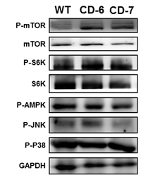 시트린결핍 간세포에서 의 PPAR-α 상위 신호전달체계 확인
