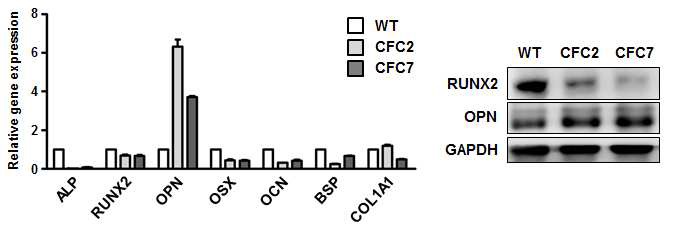 CFC 증후군 특이적 역분화줄기세포에서 분화한 골세포에서 대체로 낮게 발현하는 관련 유전자 및 단백질 발현