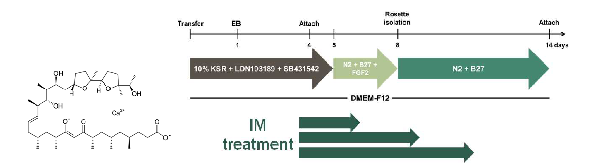 칼슘 ionophore인 ionomycin (IM) 의 구조 및 배아줄기세포의 신경 분화 과정 중 ionomycin을 처리한 기간