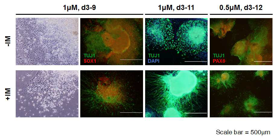 Ionomycin 처리에 따른 신경로제트로의 분화 양상 변화를 immunofluorescence staining을 통해 관찰.