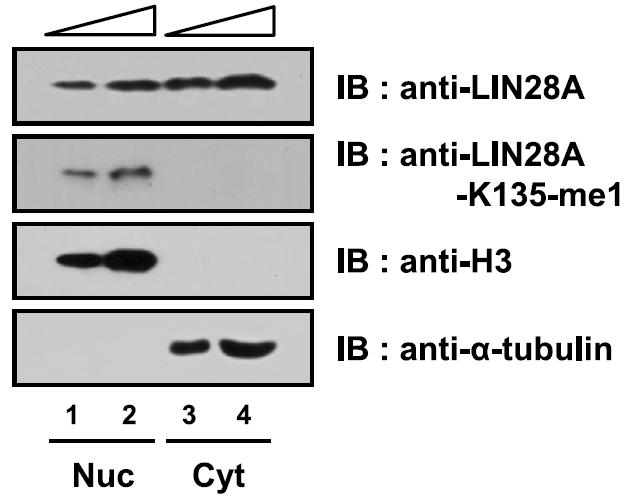 메틸레이션된 LIN28A이 세포질이 아닌 핵에 위치한다는 사실을 관찰