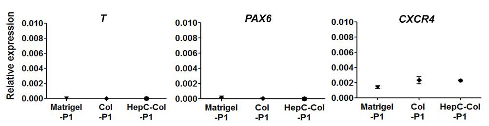 마트리젤 (Matrigel), 콜라겐1 (Col), 헤파린-카테콜/콜라겐1 (HepC-Col) 코 팅 표면에서 처음 배양된 인간 배아 줄기세포(Passage 1, P1)의 분화 마커 유전자 발현 확인