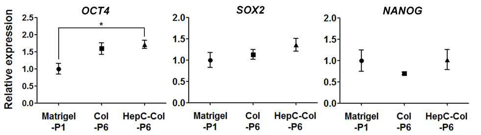 마트리젤 코팅 표면으로 처음 배양된 인간 배아줄기세포 (Matrigel-P1) 및 콜라겐 (Col-P6), 헤파린-카테콜/콜라겐1(HepC-Col-P6) 코팅 표면에서 6번 계대된 인 간 배아줄기세포의 줄기세포 마커 유전자 발현 확인