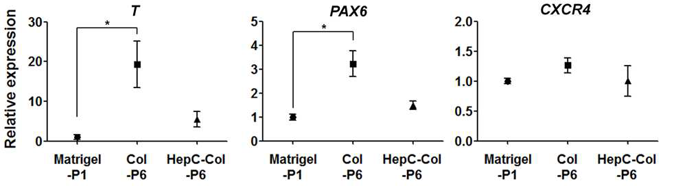 마트리젤 코팅 표면으로 처음 배양된 인간 배아줄기세포 (Matrigel-P1) 및 콜라겐 (Col-P6), 헤파린-카테콜/콜라겐1(HepC-Col-P6) 코팅 표면에서 6번 계대된 인 간 배아줄기세포의 줄기세포 마커 유전자 발현 확인
