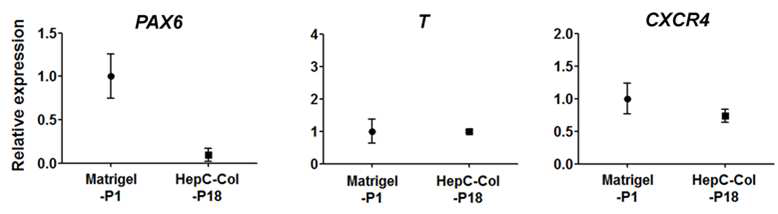 마트리젤 코팅 표면으로 처음 배양된 인간 배아줄기세포 (Matrigel-P1) 및 헤파린-카테콜/콜라겐1(HepC-Col-P6) 코팅 표면에서 18번 계대된 인간 배아줄기세포 의 분화 마커 유전자 발현 확인