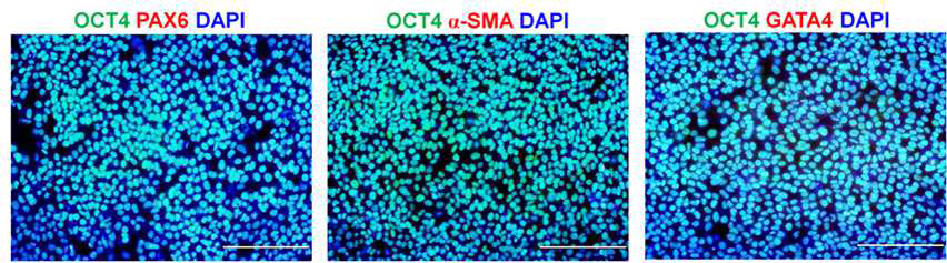 헤파린-카테콜/콜라겐1(HepC-Col-P6) 코팅 표면에서 18번 계대된 인간 배 아줄기세포의 줄기세포 마커 (OCT4) 및 분화 마커 (PAX6, α-SMA, GATA4)의 단백 질 발현 확인