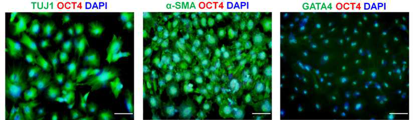 헤파린-카테콜/콜라겐1(HepC-Col-P6) 코팅 표면에서 25번 계대된 인간 배아줄기세포로부터 제작된 Embryonic bodies (EBs)의 줄기세포 마커 (OCT4) 및 분화 마커 (TUJ1, α-SMA, GATA4) 발현 확인