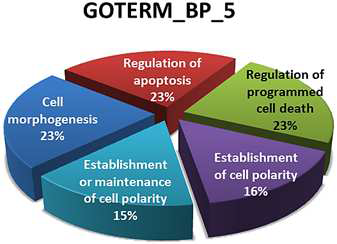 Biological Process 􍾢 iPS (CRL#12)􎠡EC