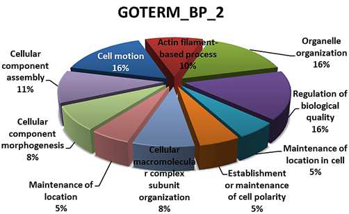 Biological Process - FB-iPS EC FZ