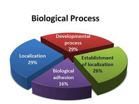 Biological Process -FB-iPS EC