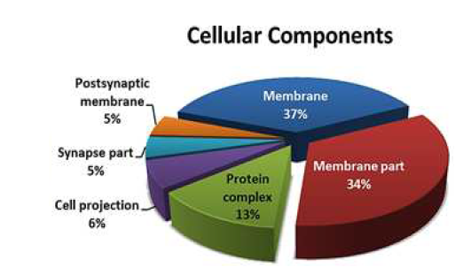 Cellular Components - FB-iPS EC