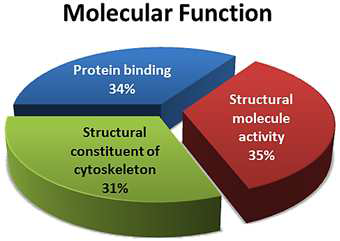 Molecular Function - iPS EC / FB-iPS EC / FB-iPS EC FZ