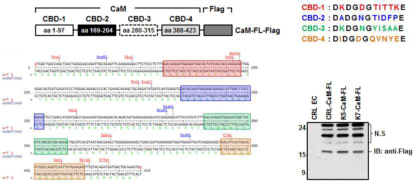 칼모듈린 (CaM) cloning 수행