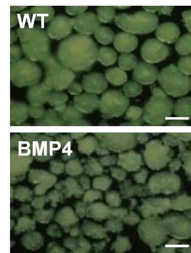 CRL 역분화줄기세포에 BMP4 처리 후 EB morphology