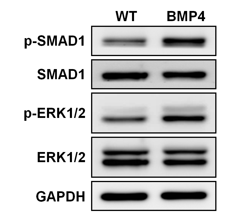 CRL 역분화줄기세포에 BMP4 처리 후 p-SMAD1 및 p-ERK 발현 양상 비교