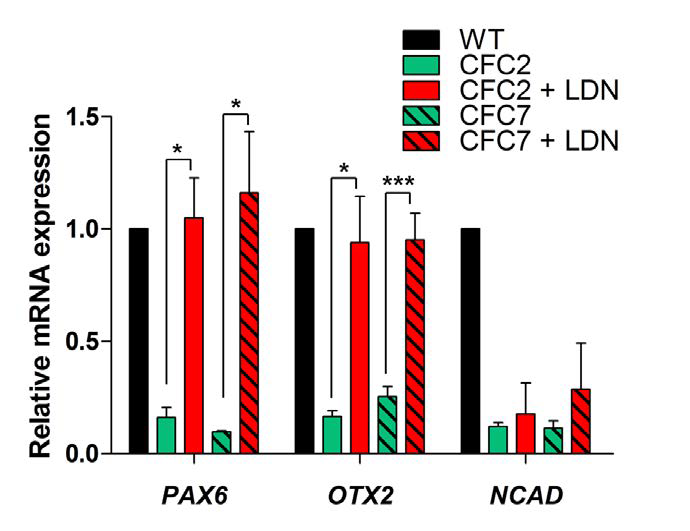 CFC 역분화줄기세포의 초기 신경외배엽 발생에서 LDN 처 리 후 P AX 6, OTX 2, N CAD 의 발현이 회복