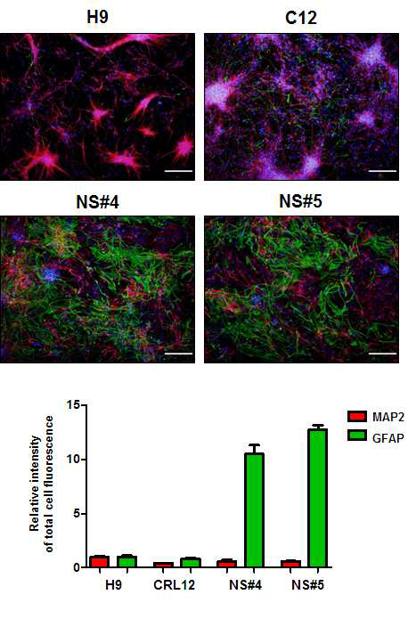 성장인자가 없는 상태에서 분화가 유도된 신경세포의 MAP2와 GFAP 발현 차이 분석