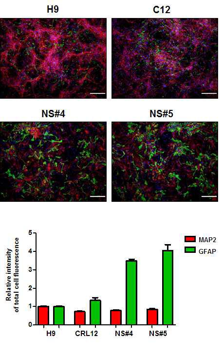 BDNF를 첨가하는 상태에서 분화가 유도된 신경세포의 MAP2와 GFAP 발 현 차이 분석