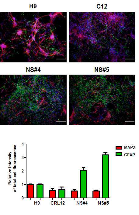 CNTF를 첨가하는 상태에서 분화가 유도된 신경세포의 MAP2와 GFAP 발 현 차이 분석