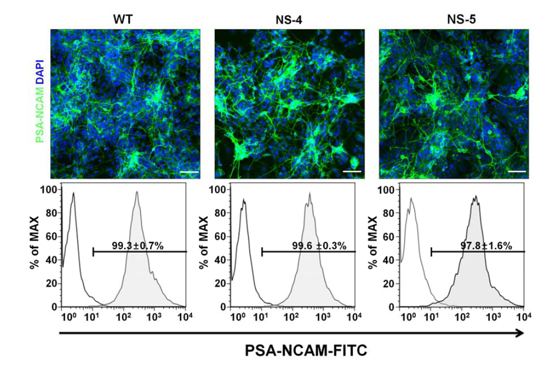 신경 전구체에서 PSA-NCAM 표면 마커 분석