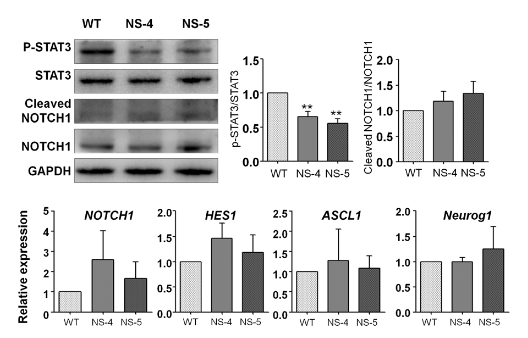 신경전구체에서 p-STAT3, NOTCH 신호전달체제의 활성 분석