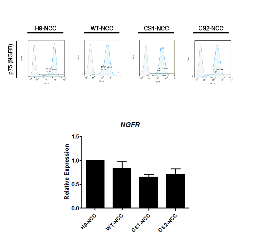 p75 (NGFR)의 RT-PCR을 통한 mRNA 발현량