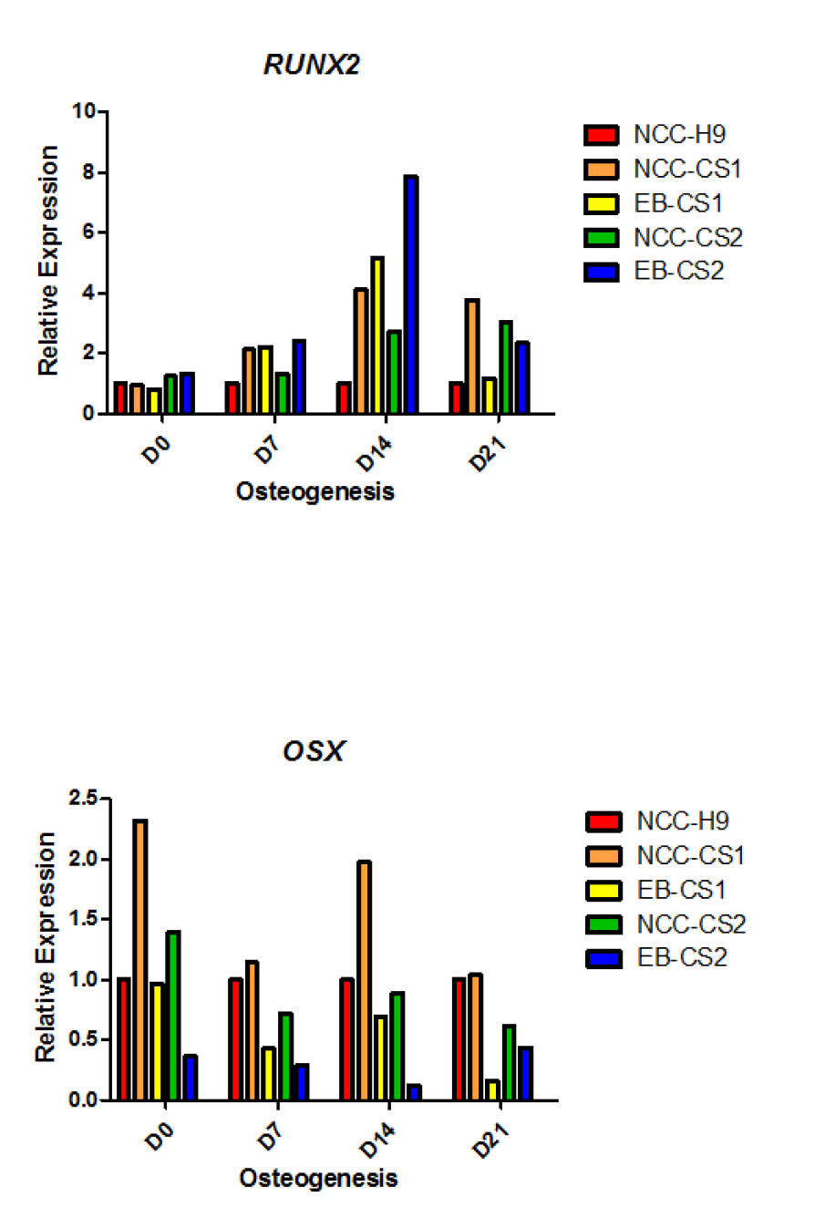 NCC-MSC와 EB-MSC의 osteogenesis 과정 중 RUNX2와 OSX 유전자 의 mRNA 발현량 변화