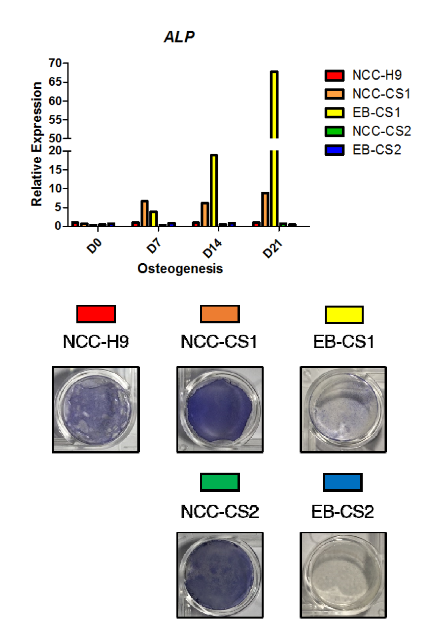 NCC-MSC와 EB-MSC의 osteogenesis 과정 중 ALP 유전자의 mRNA 발현량 변화