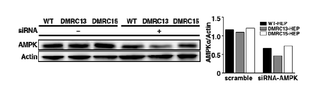 siRNA를 처리한 환자 유도만능줄기세포 유래 간세포의 AMPK 단백질 발현 확인
