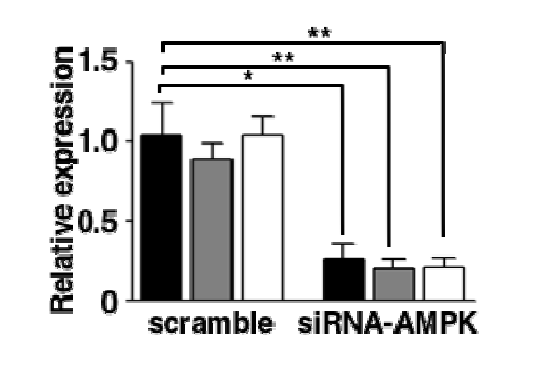 siRNA를 처리한 환자 유도만능 줄기세포 유래 간세포의 AMPK mRNA 발현 확인