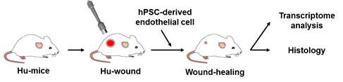 인간화생쥐에서 창상모델 구축과 세포이식 및 분석과정