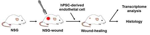 면역결핍생쥐에서 창상모델 구축과 세포이식 및 분석과정
