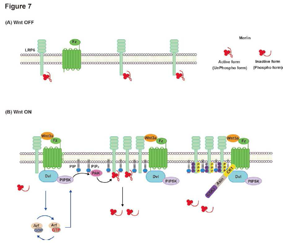 Merlin에 의한 Wnt/β-catenin signaling의 조절기전 model.