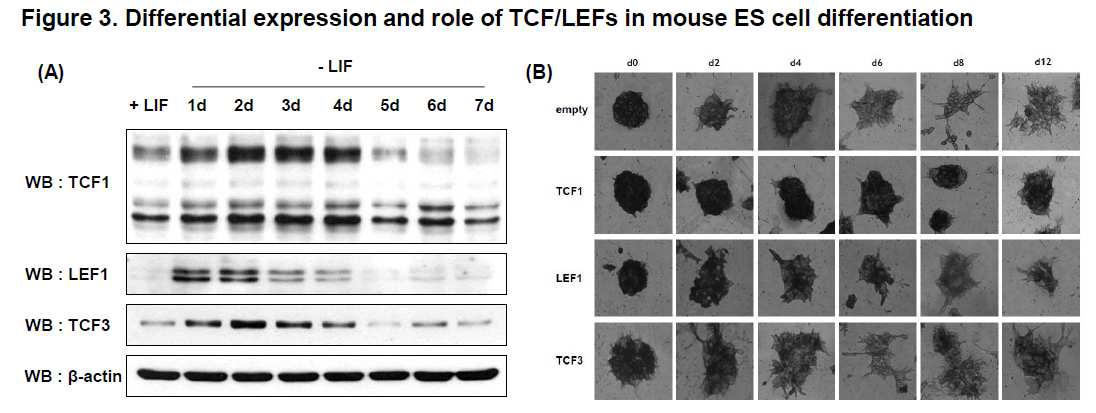 (A) Pja2에 의한 Lef1의 감소가 proteasome inhibitor의 처리에 의하여 증가됨. (B) Pja2와 Tcf/Lef1이 결합함. (C) Pja2의 과발현에 의해 Lef1이나 Tcf1의 ubiquitination이 증가 함.