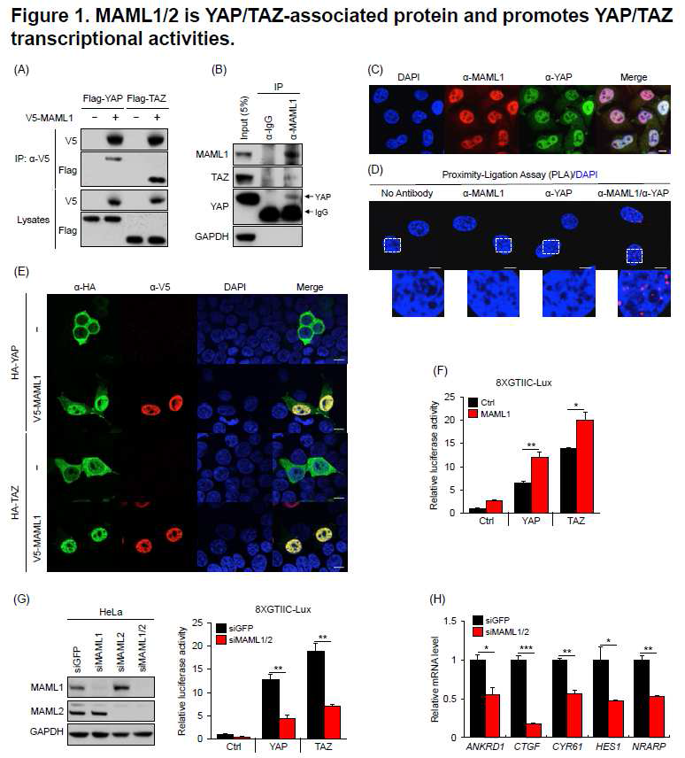 (A)-(E) MAML이 YAP/TAZ와 결합하고 핵내로의 이동을 도움. (F)-(H) MAML1/2 OE 이나 혹은 KD에 의해 YAP/TAZ transcriptional activity와 target genes의 발현이 조절됨 (HeLa cell).