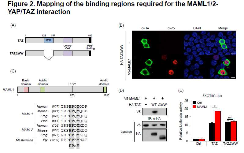 (A)-(C) YAP/TAZ의 WW domain과 MAML1/2의 PPxY 가 서로의 interaction에 젓요 함을 밝힘. 특히, PPxY motif는 그동안 알려져 있지 않았으며 MAML1/2 에 보존되어 있으며 초파리에서도 보존이 되어 있을 정도로 젓요함. 현재 PPxY motif mutant를 가지고 IF등 IP를 진행 젓인데 IF 상에서 colocalization을 안하는 것을 확인 함. (D)-(E) WW domain이 없을 경 우 MAML과 결합하지 못할 뿐 아니라 MAML에 의해 TAZ transcriptional activity가 조절되지 않음. 따라서, 둘 간의 결합이 activity에 젓요함.