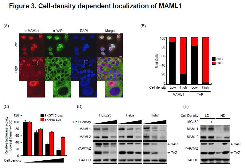 (A)-(B) MAML1과 YAP이 cell density에 따라 핵과 세포질에서의 분포가 변화함. (A)의 점선으로 표시한 box를 확대한 그림을 보면, High cell density 조건에서 MAML1이 핵 에 존재할 경우 YAP도 핵에 존재하는 경향을 관찰 할 수 있음.