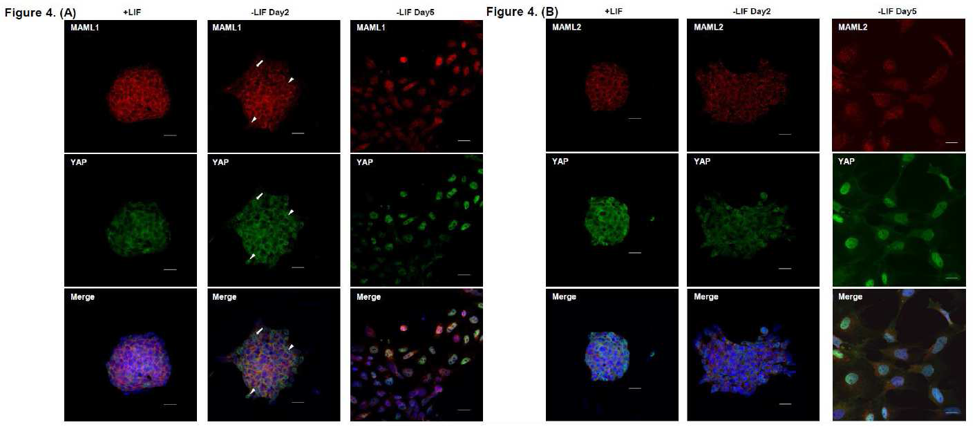 미분화된 ESC의 경우에는 YAP과 MAML1, MAML2가 세포질에 존재하지만, 분화가 진행되면서 YAP과 MAML1이 핵 내로 이동하는 것을 관찰하였음. 이 결과는 in vivo 상황에 서는 MAML이 YAP의 neuclear localization을 결정하고 그젓 MAML1이 major로 작용하는 것 이라 예상할 수 있음.