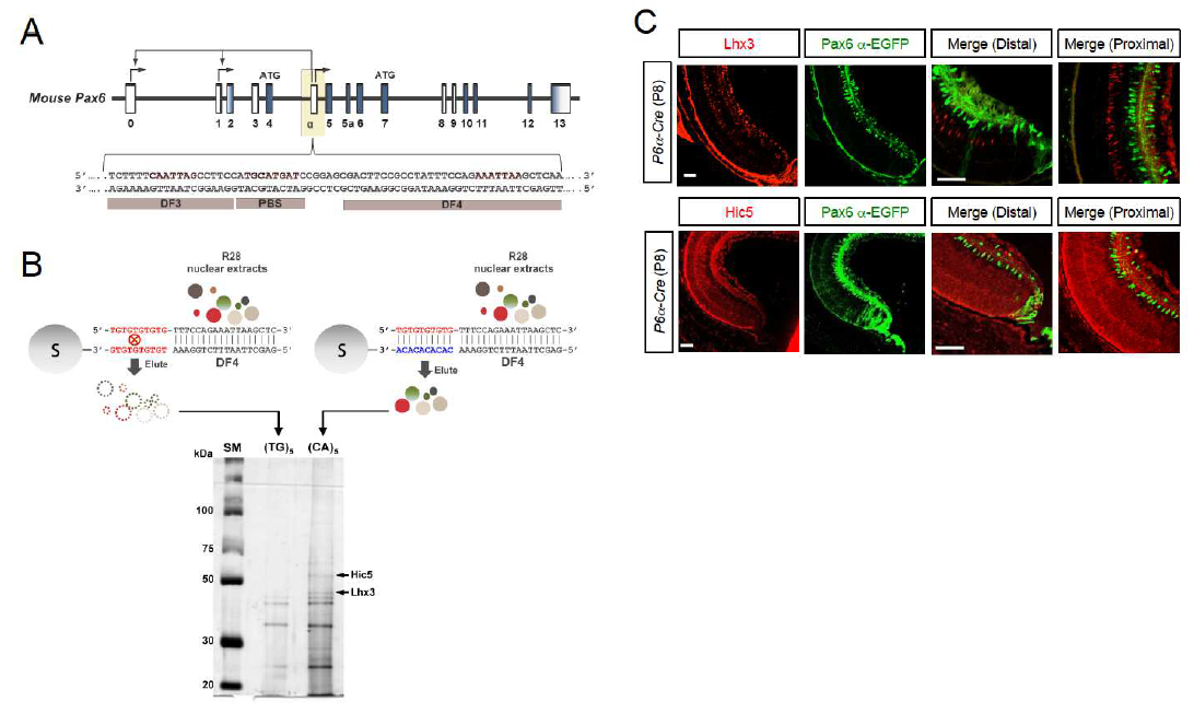 망막신경세포에서 Pax6 alpha-enhancer에 결합하는 단백질 발굴.